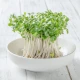 Sulforafan 400 mcg z Kiełków Brokułu BroccoPhane® Standaryzowany (100 tab) VEGE Aliness
