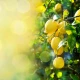 Daily Omega + D3 1600 mg Omega-3 Nienasycone Kwasy Tłuszczowe DHA i EPA z Aromatem Cytrynowym 500 ml Osavi
