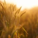Napój Orkiszowy Naturalny BIO UHT Bez laktozy Bez Dodatków Cukru VEGE 1000 ml Natumi
