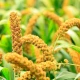 Mąka Jaglana BIO Ekologiczna 1 kg Bio Planet