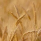 Mąka Pszenna Włoska do Pizzy TYP 0 Organiczna BIO 1 kg Alce Nero