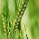 Młody Jęczmień Sok Sproszkowany Ekologiczny BIO 100 g Batom