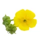 Tribulus Terrestris Saponiny 200 mg Standaryzowany Ekstrakt z Owoców Buzdyganka Naziemnego DER 10:1 (120 kaps) Osavi