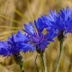 Balsam Myjący do Higieny Intymnej z Wyciągiem z Chabra Bławatka SERIA FITOREGULATORY 300 g Organic Life