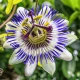 Passiflora 250 mg Standaryzowany Ekstrakt z Męczennicy Dobry Sen i Relaks VEGE (120 kaps) Osavi
