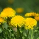 Mniszek Lekarski Kwiat EKO 40 g Herbatka Ziołowa EcoBlik