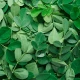 Moringa Oleifera