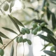 Oliwka europejska (Olea europaea)