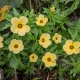 Liść Damiana (Turnera diffusa)
