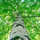 Betula Forte Pamięć Koncentracja Neuroregeneracja (30 kaps) BIOTOMED
