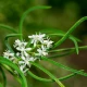 Shatavari Naturalny Ekstrakt Mikrocząsteczkowy 50 ml Organis