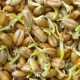 Spermidyna ++ Witamina C D3 Cynk (90 kaps) Organis