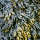 BICAPS KELP 150 mcg Jod Ekstrakt z Morszczynu Pęcherzykowatego (60 kaps) ForMeds