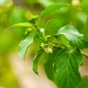 BICAPS White Mulberry+ Wsparcie Prawidłowego Poziomu Glukozy (60 kaps) ForMeds