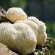Lion\'s Mane (soplówka jezowata)