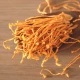 Kordyceps (grzyb)