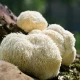 Lion's Mane - soplówka jeżowata