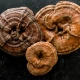 Reishi (grzyb)