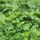 Bylica Roczna Ziele 50 g Zioła Susz Ziołowy Natura Wita