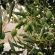 Oliwa z Oliwek Extra Virgin Bio Ekologiczna 100 ml Zakynthos Grecka Aristeon