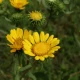 Doględa Wielka Herbata Ziołowa Zioła Susz Ziołowy 150 g Natura Wita