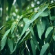 Eukaliptus Zioła Susz Ziołowy 75 g Natura Wita