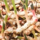Galgant Korzeń Mielony Przyprawa Susz Ziołowy 50 g Natura Wita