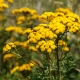 Wrotycz Ziele 50 g Zioła Susz Ziołowy Natura Wita