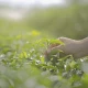Kawa Ziarnista Ekologiczna Arabica Robusta 1 kg Fair Trade OXFAM
