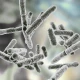 Probiotyk BifidoBacterium Balance MAX 20 mld (60 kaps) Aliness