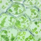Chlorophyll MAX PLUS Chlorofil Morwa biała + Lucerna + Jęczmień + Moringa (60 kaps) Organic Life