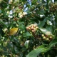 kompleks-orzecha-fresh-green-walnutin-59-ml-orzech-szary-ziele-bylicy-piolun-paczki-gozdikowca-now-foods