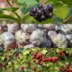 Na Ciśnienie Potas Głóg Aronia Czosnek (60 kaps) Skoczylas