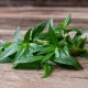 Andrographis 400 mg Brodziuszka Wiechowata 20% Andrografolioidów (90 kaps) VEGE Aliness