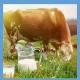 Laktoferyna LFS 95% Immuno Complex 200 mg (30 kaps) Pharmovit