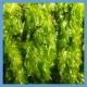 Astaksantyna z Alg Haematococcus pluvialis (120 kaps) Pharmovit