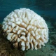 Coral Calcium Wapń Koralowy (100 kaps) Now Foods
