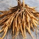 Shatavari Asparagus Racemosus (120 kaps) Organis