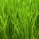 Trawa Pszeniczna Bio SuperFood Proszek 200 g BeOrganic