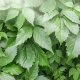 JIAOGULAN (Gynostemma Pentaphyllum)