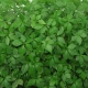 JIAOGULAN Gynostemma Pentaphyllum Ziele Długowieczności (60 kaps) Organic Life