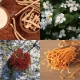 Adaptogeny + Cordyceps Ekstrakt Ashwagandha KSM-66 + Bakopa + Różeniec (60 kaps) Aura Herbals