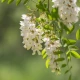 Sophora Japonica