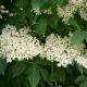 Topola czarna (Populus nigra)