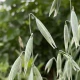 Ziele owsa (Avena sativa)
