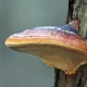 Grzyby Reishi Ekstrakt Standaryzowany 30% Polisacharydy (90 kaps) Hepatica