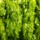 Algi Haematococcus pluvialis