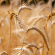 Napój Owsiano-Migdałowy Naturalny BIO UHT Bez laktozy Bez Dodatków Cukru VEGE 1000 ml Natumi