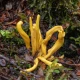 Cordyceps