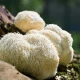 Lion's Mane